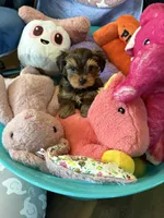 Teddy, a male Yorkshire Terrier for sale in Omaha, NE – 4 of 4