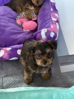 Teddy, a male Yorkshire Terrier for sale in Omaha, NE – 2 of 4