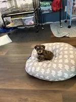 Teddy, a male Yorkshire Terrier for sale in Omaha, NE – 3 of 4
