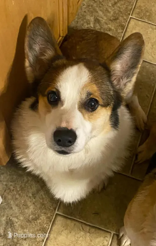 Corgi