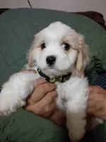 Mo, a male Cavachon for sale in Easley, SC – 1 of 1