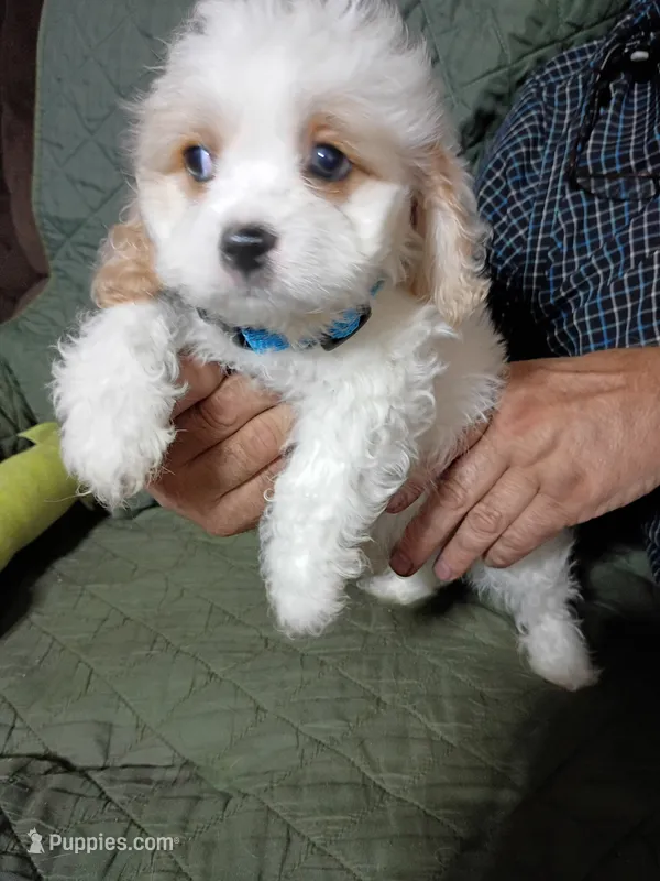 Larry – Cavachon puppy for sale in Easley, SC