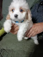 Larry, a male Cavachon for sale in Easley, SC – 1 of 1