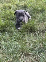 Max, a male American Pit Bull Terrier for sale in Chicago, IL – 3 of 8