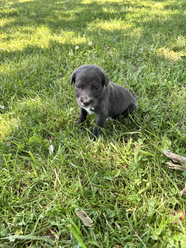 Max – American Pit Bull Terrier puppy for sale in Chicago, IL
