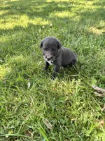 Max, a male American Pit Bull Terrier for sale in Chicago, IL – 1 of 8