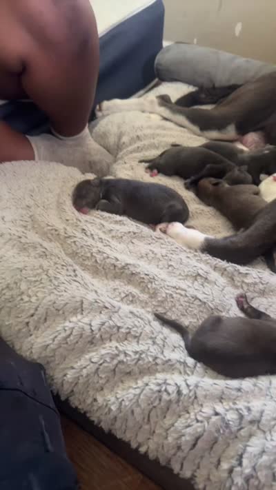 Max, a male American Pit Bull Terrier for sale in Chicago, IL – 5 of 8