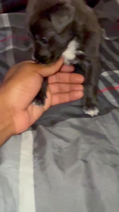 Max, a male American Pit Bull Terrier for sale in Chicago, IL – 6 of 8