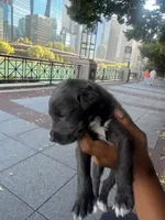 Max, a male American Pit Bull Terrier for sale in Chicago, IL – 7 of 8