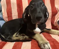Ophelia AKC, a female Great Dane for sale in Sheridan Lake, CO – 5 of 10