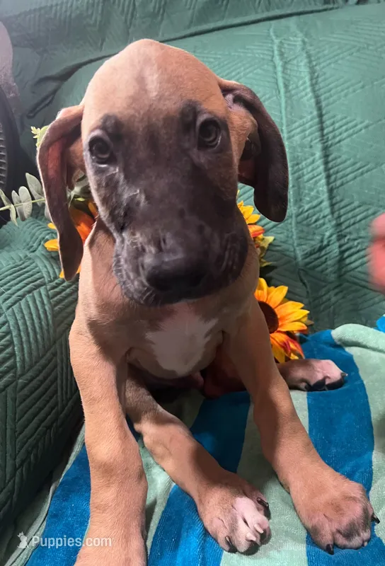 Denali AKC – Great Dane puppy for sale in Lamar, CO