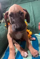 Denali AKC, a male Great Dane for sale in Lamar, CO – 1 of 6