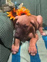 Denali AKC, a male Great Dane for sale in Lamar, CO – 6 of 6