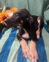 Ophelia AKC, a female Great Dane for sale in Lamar, CO – 7 of 8