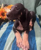 Ophelia AKC, a female Great Dane for sale in Lamar, CO – 6 of 8