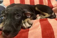 Ophelia AKC, a female Great Dane for sale in Sheridan Lake, CO – 6 of 10