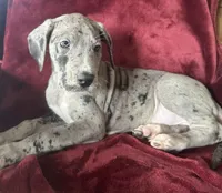 Meeker AKC , a male Great Dane for sale in Westcliffe, CO – Photo 5 of 7