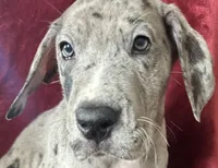 Meeker AKC , a male Great Dane for sale in Westcliffe, CO – Photo 2 of 7