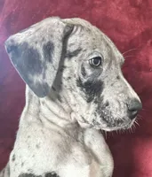 Meeker AKC , a male Great Dane for sale in Westcliffe, CO – Photo 1 of 7