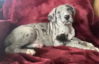 Meeker AKC , a male Great Dane for sale in Westcliffe, CO – Photo 6 of 7