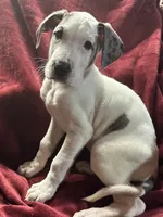 Lily AKC, a female Great Dane for sale in Westcliffe, CO – Photo 6 of 8