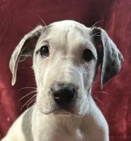 Lily AKC, a female Great Dane for sale in Westcliffe, CO – Photo 3 of 8