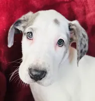 Lily AKC, a female Great Dane for sale in Westcliffe, CO – Photo 1 of 8
