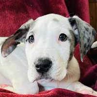 Lily AKC, a female Great Dane for sale in Westcliffe, CO – Photo 2 of 8