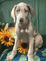 Prada, a female Great Dane for sale in Lamar, CO – 6 of 8