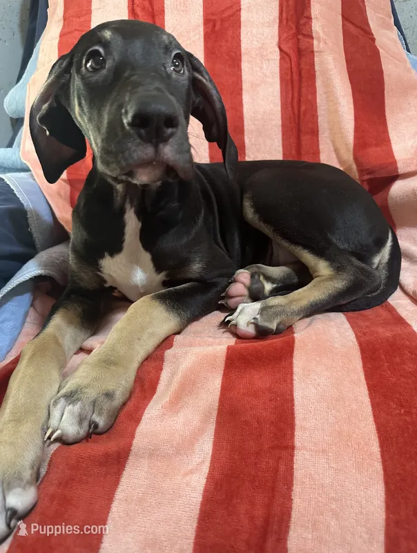Ophelia AKC – Great Dane puppy for sale in Sheridan Lake, CO