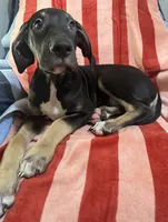 Ophelia AKC, a female Great Dane for sale in Sheridan Lake, CO – 1 of 10