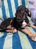 Ophelia AKC, a female Great Dane for sale in Sheridan Lake, CO – 7 of 10