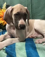 Jake AKC, a male Great Dane for sale in Lamar, CO – 3 of 9