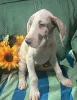 Prada, a female Great Dane for sale in Lamar, CO – 2 of 8