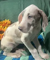 Prada, a female Great Dane for sale in Lamar, CO – 8 of 8