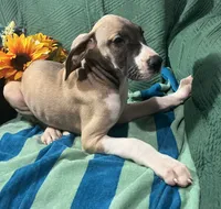 Aurora AKC, a female Great Dane for sale in Lamar, CO – 8 of 9