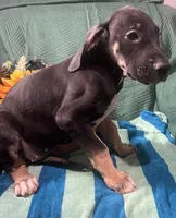Ophelia AKC, a female Great Dane for sale in Lamar, CO – 3 of 8