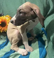 Aurora AKC, a female Great Dane for sale in Lamar, CO – 4 of 9