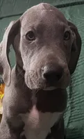 Baloo AKC , a male Great Dane for sale in Lamar, CO – 3 of 9