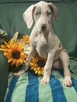 Prada, a female Great Dane for sale in Lamar, CO – 5 of 8