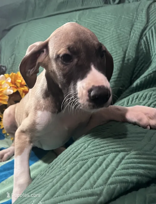 Aurora AKC – Great Dane puppy for sale in Lamar, CO