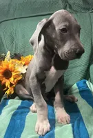 Baloo AKC , a male Great Dane for sale in Lamar, CO – 5 of 9