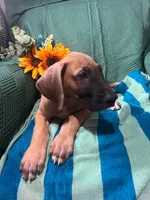 Denali AKC, a male Great Dane for sale in Lamar, CO – 4 of 6