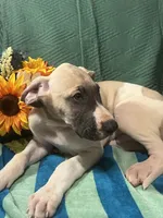 Jake AKC, a male Great Dane for sale in Lamar, CO – 4 of 9