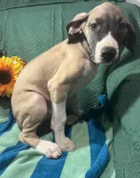 Aurora AKC, a female Great Dane for sale in Lamar, CO – 7 of 9