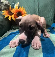 Aurora AKC, a female Great Dane for sale in Lamar, CO – 2 of 9