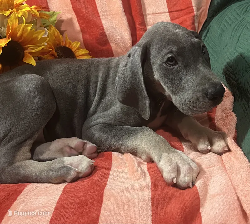 Baloo AKC  – Great Dane puppy for sale in Lamar, CO
