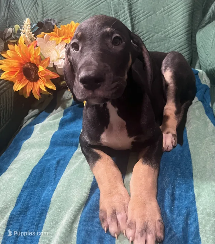 Ophelia AKC – Great Dane puppy for sale in Lamar, CO