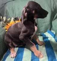 Ophelia AKC, a female Great Dane for sale in Lamar, CO – 8 of 8