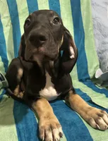 Ophelia AKC, a female Great Dane for sale in Sheridan Lake, CO – 8 of 10
